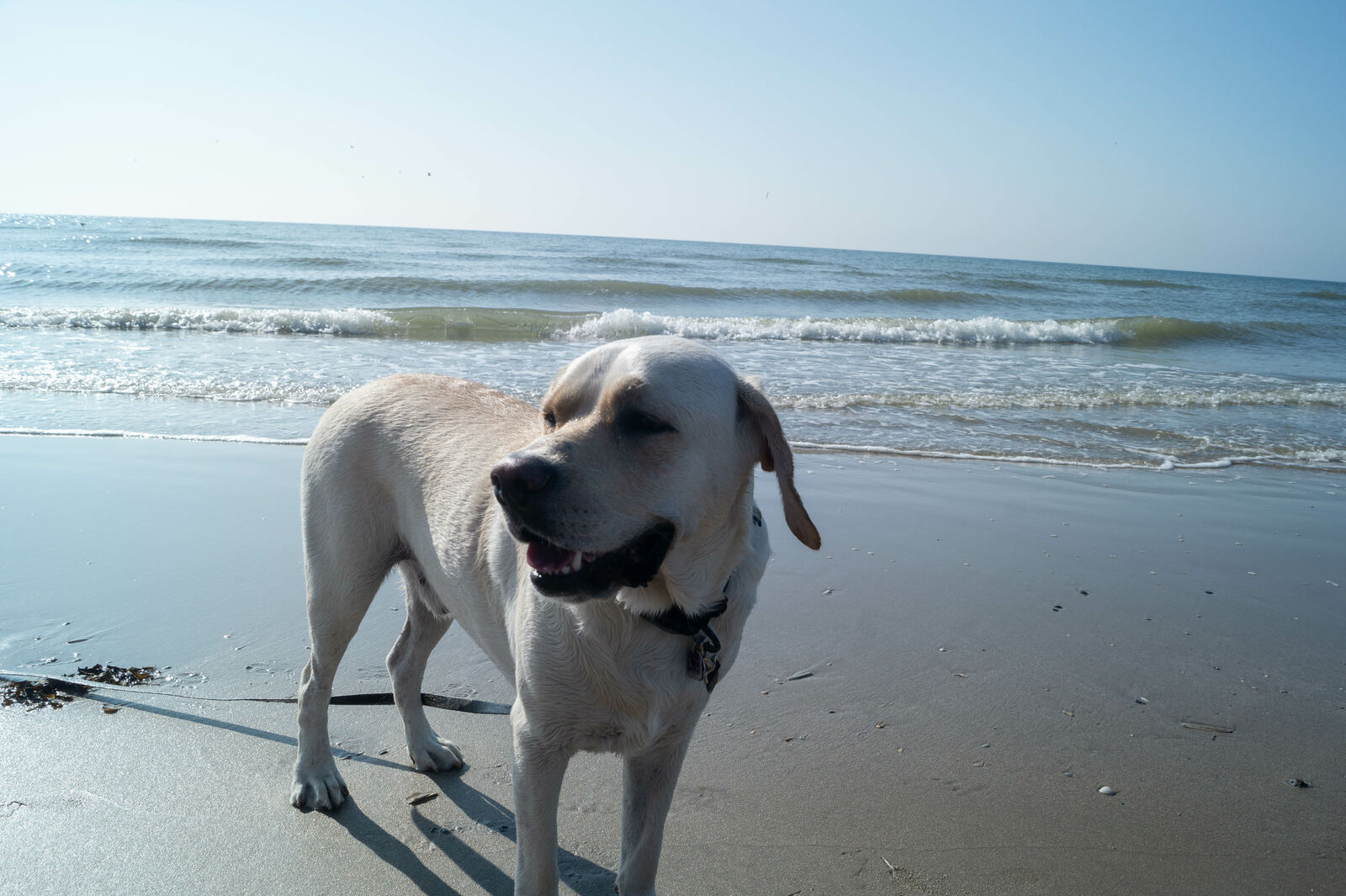 Urlaub mit Hund in Blavand